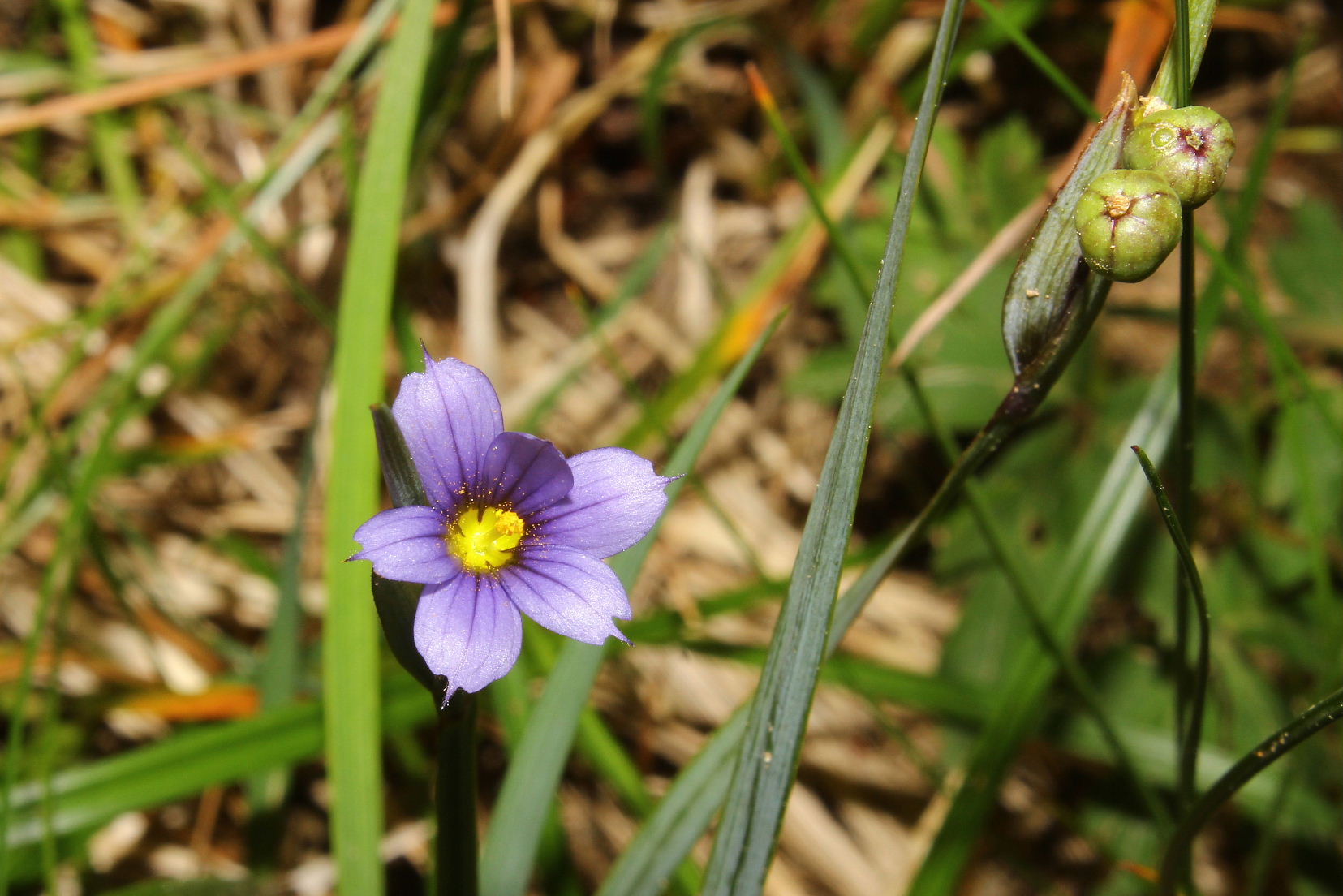 Sisyrinchium montanum / Giglietto blu